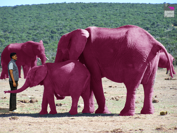 Розовый слон в природе