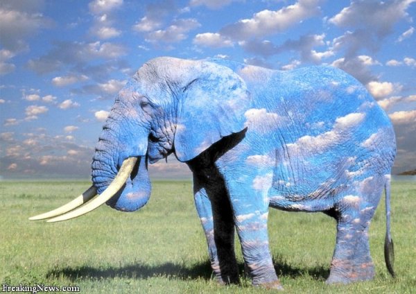 Слоник с цветами