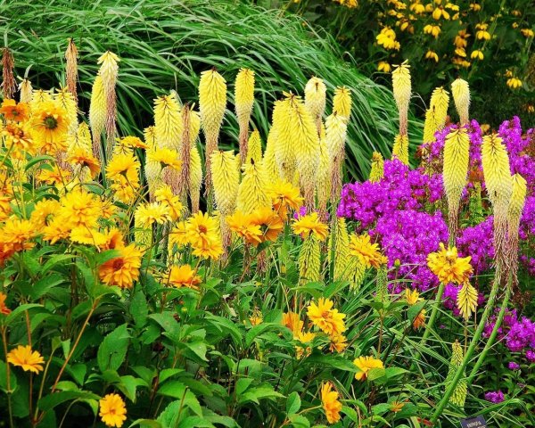 Поздноцветущие многолетники