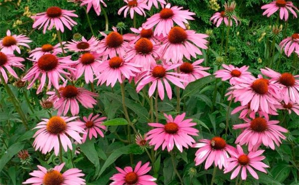 Многолетник Колеман