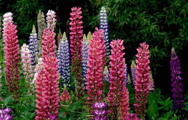 Люпин многолетний