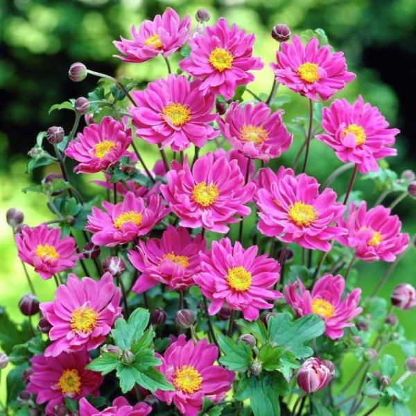 Горечавка Сахалинская