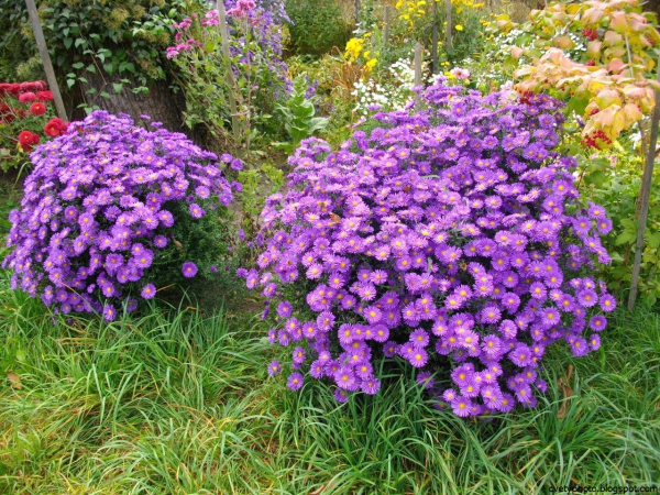 Астра новобельгийская куст