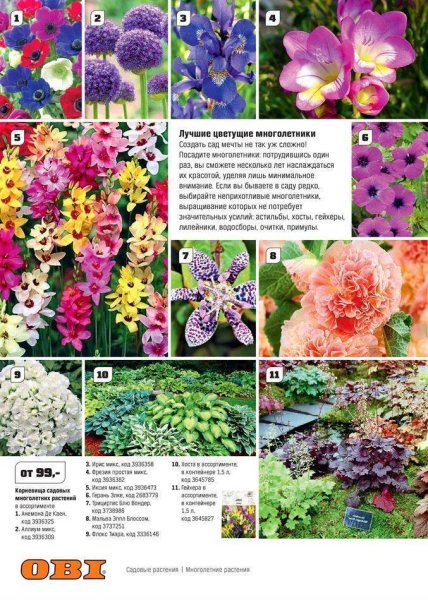 Луковичный цветок гиацинт