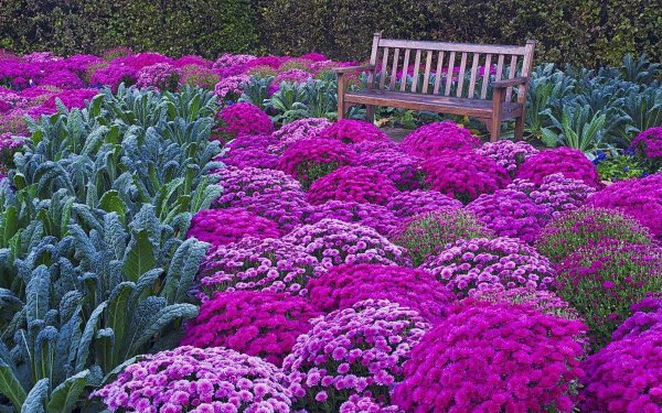 Очиток Видный (Sedum spectabile)