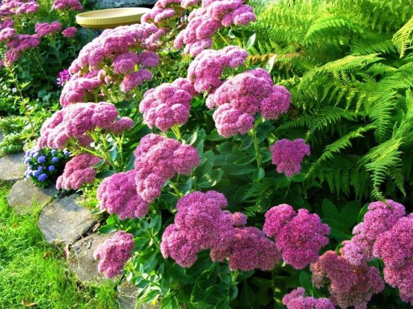 Неядовитые цветы многолетники