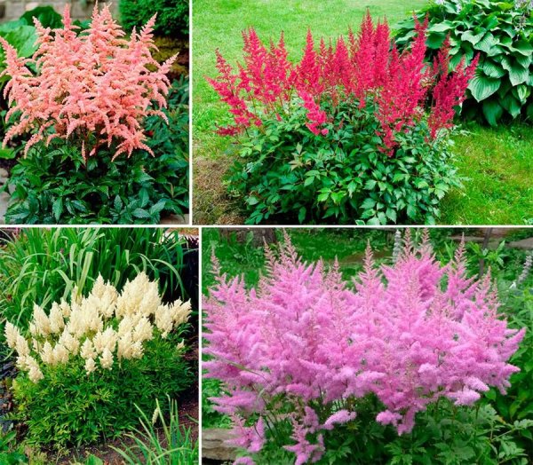 Поздноцветущие многолетники