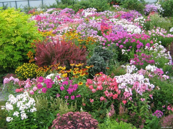 Примула Виаля мелкозубчатая