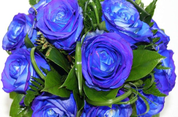 Голубые розы Сантори