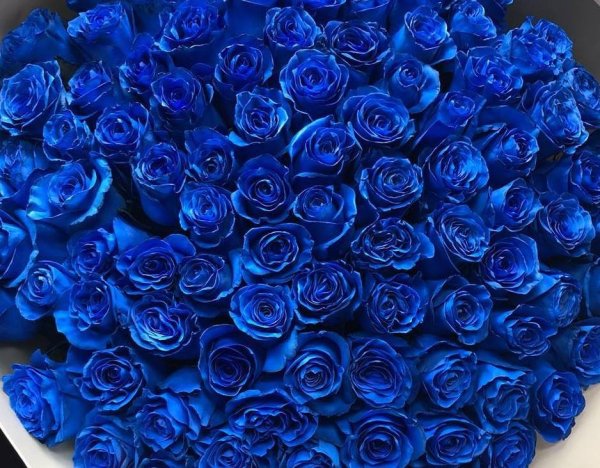 Красивые синие цветы букет