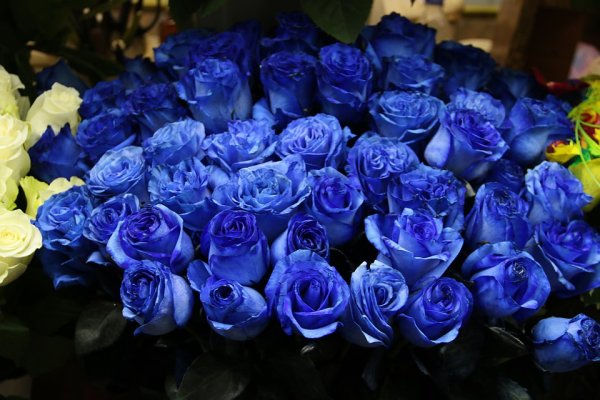 Синяя роза