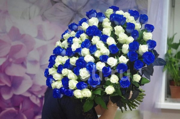 Длинные синие розы