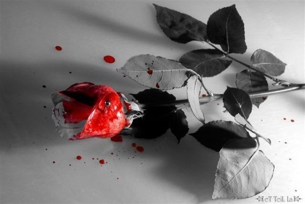 Цветы расставания