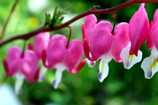 Кроваво красные розы