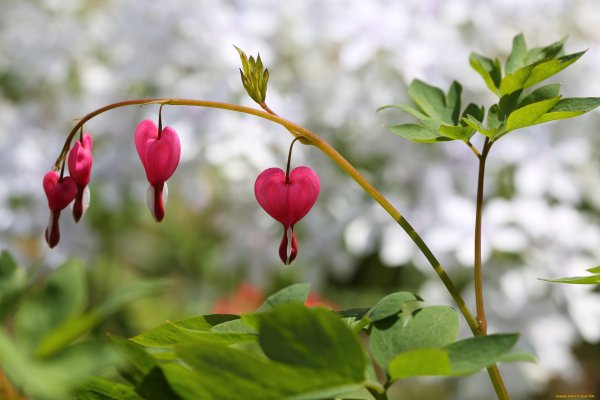 Очень красивое сердце