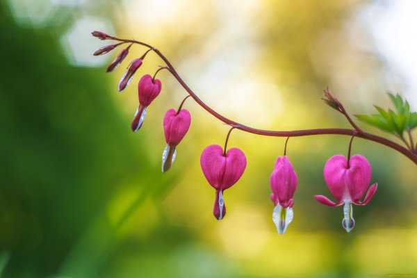 Осколки сердец