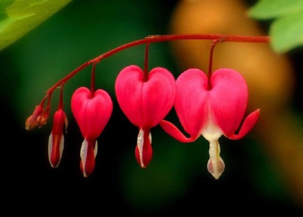 Роза с шипами