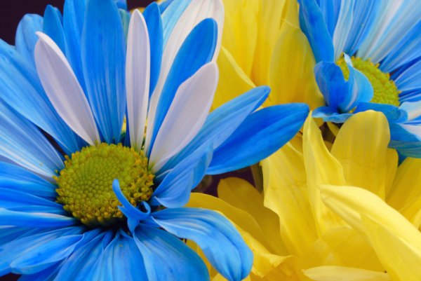 Желто синие цветы