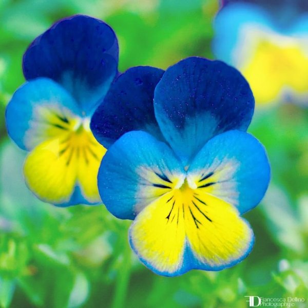 Фиалки Анютины глазки голубые