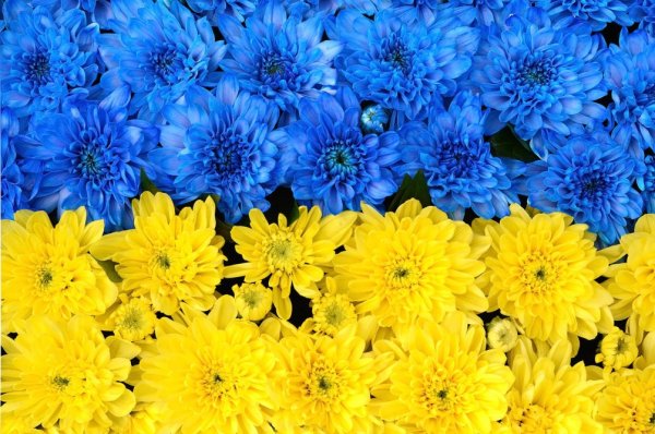 Желто синий цвет