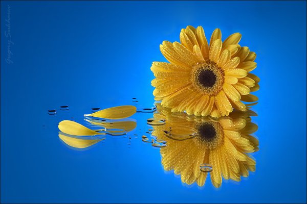 Желтое на голубом