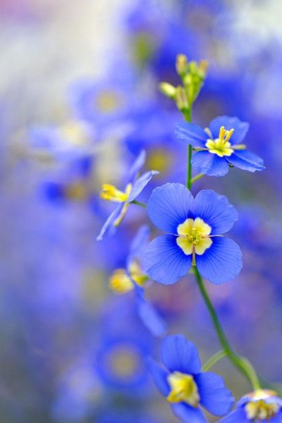 Желто голубые цветы