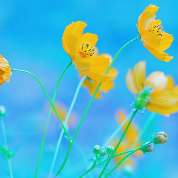 Жёлтый цветок