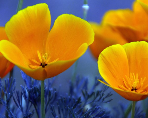 Желто синие цветы