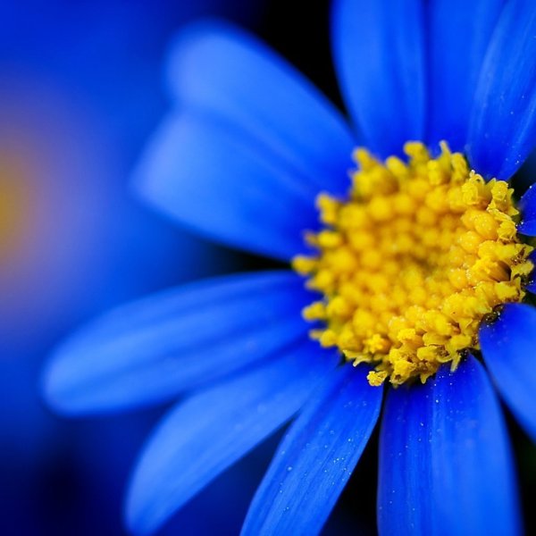 Голубой и желтый