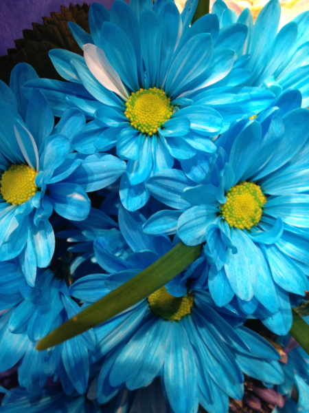 Желто синие цветы