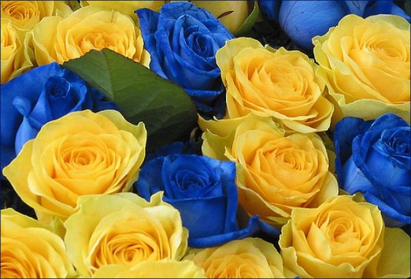 Жёлтые ромашки