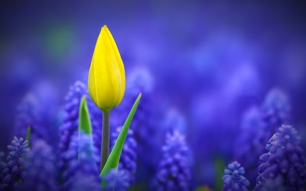 Тюльпаны нарциссы мускари