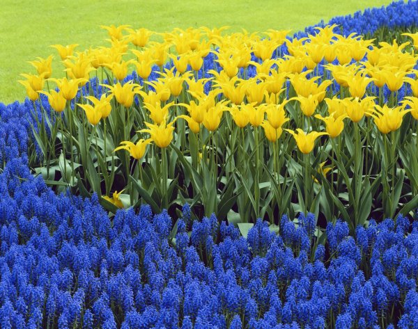 Желто голубые цветы