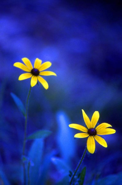 Анютины глазки полевые голубые