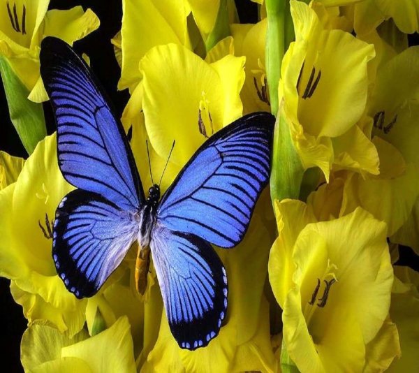 Желто голубой фон