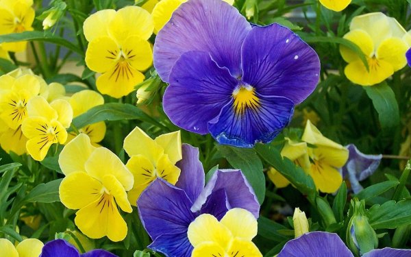 Желтые цветы на синем фоне