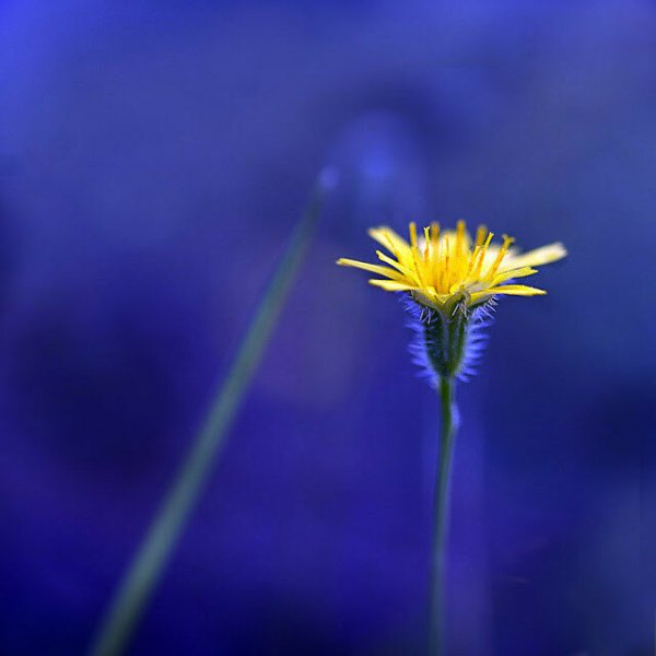 Желто голубой букет