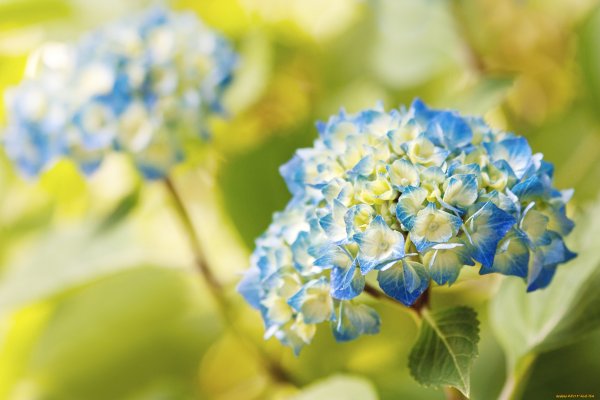 Желто синие цветы