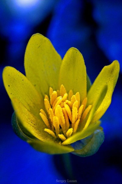 Синие цветы