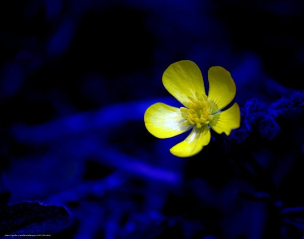 Синий и желтый