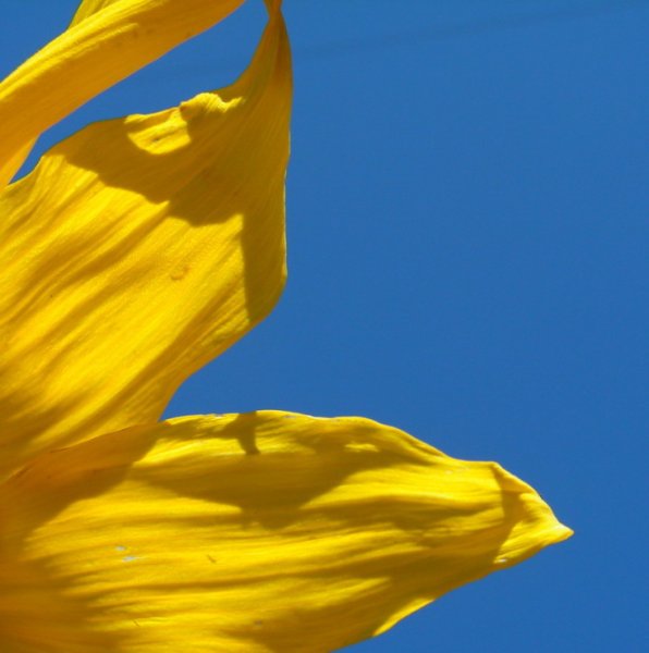 Синие тюльпаны