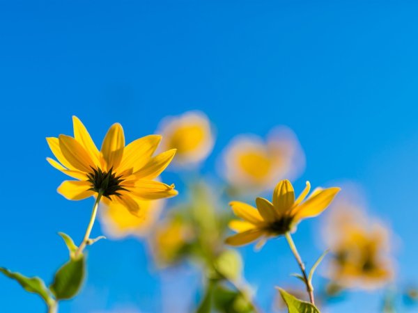 Желтые цветы на синем фоне