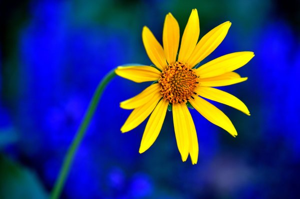 Синие хризантемы на клумбах