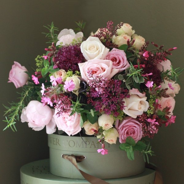 Гортензия флористика