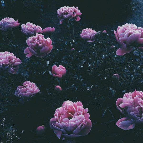 Пионы aesthetic