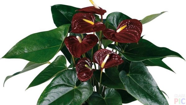 Домашний цветок Антуриум