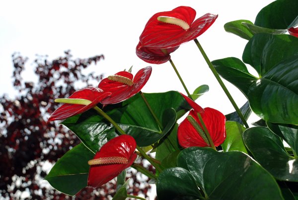 Антуриум антевекс