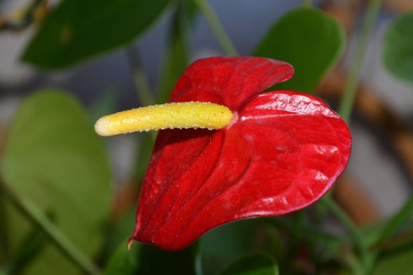 Антуриум соцветие