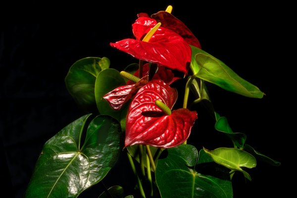 Антуриум Андре красный