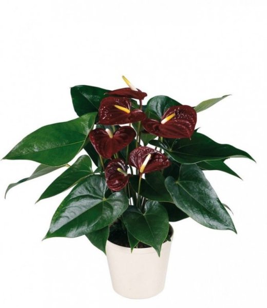 Антуриум Андре Туренза